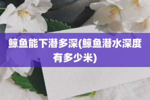 鲸鱼能下潜多深(鲸鱼潜水深度有多少米)