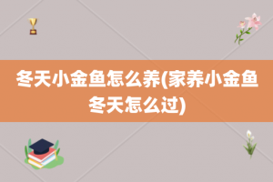 冬天小金鱼怎么养(家养小金鱼冬天怎么过)