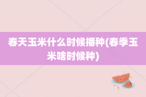 春天玉米什么时候播种(春季玉米啥时候种)