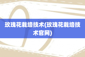 玫瑰花栽培技术(玫瑰花栽培技术官网)