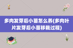 多肉发芽后小苗怎么养(多肉叶片发芽后小苗移栽过程)