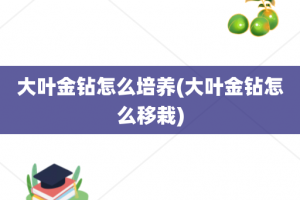 大叶金钻怎么培养(大叶金钻怎么移栽)