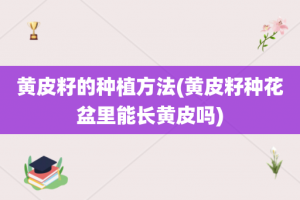 黄皮籽的种植方法(黄皮籽种花盆里能长黄皮吗)