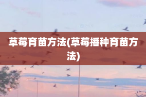 草莓育苗方法(草莓播种育苗方法)