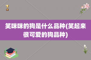 笑咪咪的狗是什么品种(笑起来很可爱的狗品种)