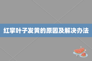 红掌叶子发黄的原因及解决办法