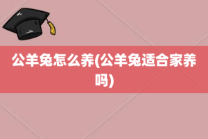 公羊兔怎么养(公羊兔适合家养吗)