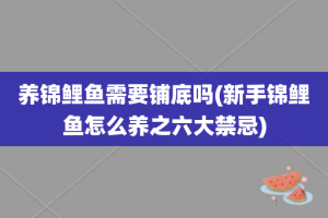 养锦鲤鱼需要铺底吗(新手锦鲤鱼怎么养之六大禁忌)