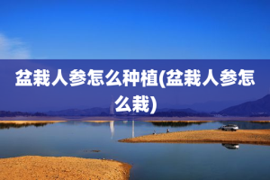 盆栽人参怎么种植(盆栽人参怎么栽)