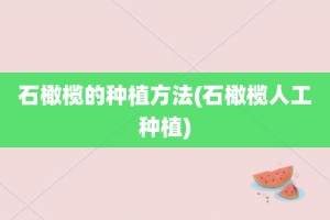 石橄榄的种植方法(石橄榄人工种植)