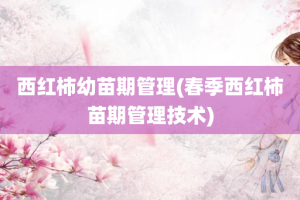 西红柿幼苗期管理(春季西红柿苗期管理技术)