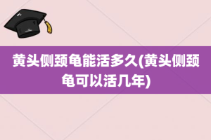 黄头侧颈龟能活多久(黄头侧颈龟可以活几年)