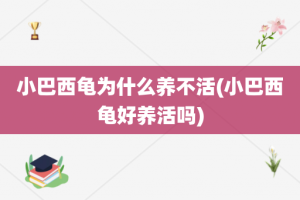 小巴西龟为什么养不活(小巴西龟好养活吗)