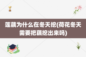 莲藕为什么在冬天挖(荷花冬天需要把藕挖出来吗)