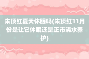 朱顶红夏天休眠吗(朱顶红11月份是让它休眠还是正市浇水养护)