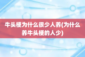 牛头梗为什么很少人养(为什么养牛头梗的人少)