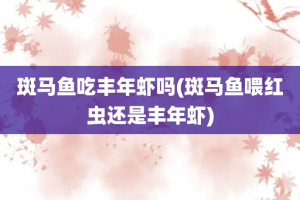 斑马鱼吃丰年虾吗(斑马鱼喂红虫还是丰年虾)