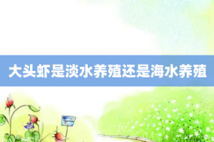 大头虾是淡水养殖还是海水养殖