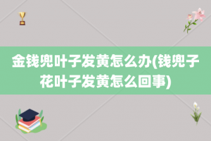 金钱兜叶子发黄怎么办(钱兜子花叶子发黄怎么回事)