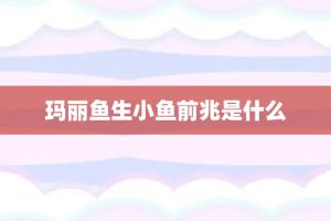 玛丽鱼生小鱼前兆是什么