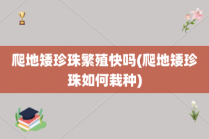 爬地矮珍珠繁殖快吗(爬地矮珍珠如何栽种)