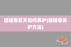 碰碰香夏天如何养护(碰碰香养护方法)