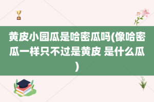 黄皮小园瓜是哈密瓜吗(像哈密瓜一样只不过是黄皮 是什么瓜)