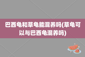 巴西龟和草龟能混养吗(草龟可以与巴西龟混养吗)