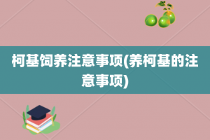 柯基饲养注意事项(养柯基的注意事项)