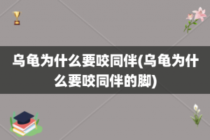 乌龟为什么要咬同伴(乌龟为什么要咬同伴的脚)