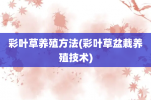 彩叶草养殖方法(彩叶草盆栽养殖技术)