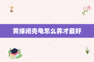 黄缘闭壳龟怎么养才最好