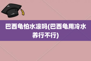 巴西龟怕水凉吗(巴西龟用冷水养行不行)