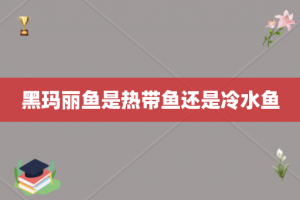 黑玛丽鱼是热带鱼还是冷水鱼