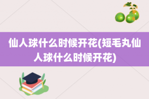 仙人球什么时候开花(短毛丸仙人球什么时候开花)