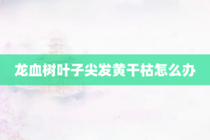 龙血树叶子尖发黄干枯怎么办