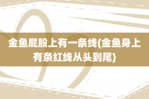金鱼屁股上有一条线(金鱼身上有条红线从头到尾)