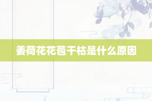 姜荷花花苞干枯是什么原因