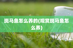 斑马鱼怎么养的(观赏斑马鱼怎么养)