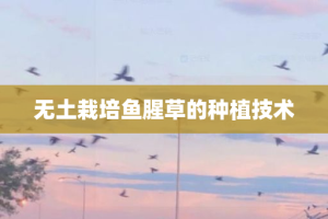 无土栽培鱼腥草的种植技术