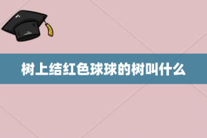 树上结红色球球的树叫什么