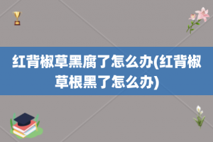 红背椒草黑腐了怎么办(红背椒草根黑了怎么办)