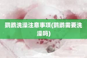 鹦鹉洗澡注意事项(鹦鹉需要洗澡吗)