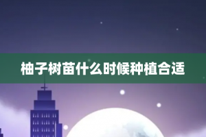 柚子树苗什么时候种植合适