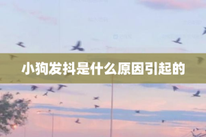 小狗发抖是什么原因引起的