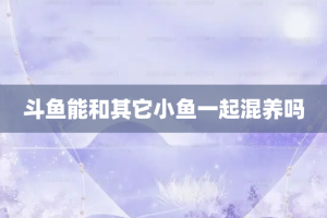 斗鱼能和其它小鱼一起混养吗