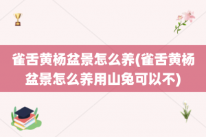 雀舌黄杨盆景怎么养(雀舌黄杨盆景怎么养用山兔可以不)