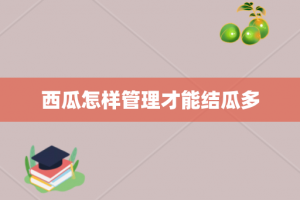西瓜怎样管理才能结瓜多