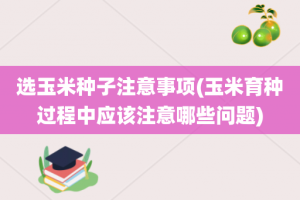 选玉米种子注意事项(玉米育种过程中应该注意哪些问题)