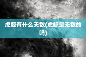 虎鲸有什么天敌(虎鲸是无敌的吗)